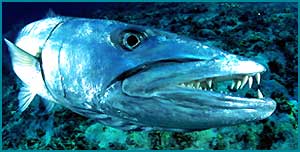 Барракуда. Барракуда  рыба (морская щука) фото, описание, размножение