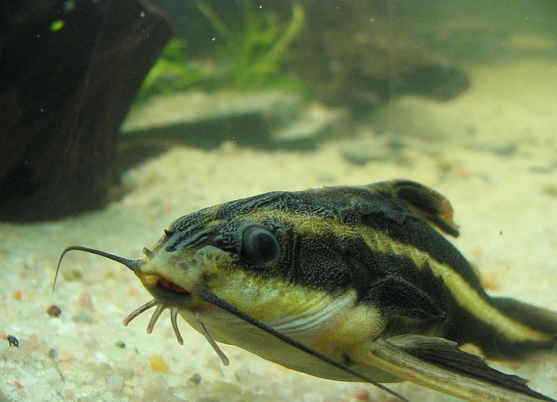 Платидор аквариумная рыбка, фото
