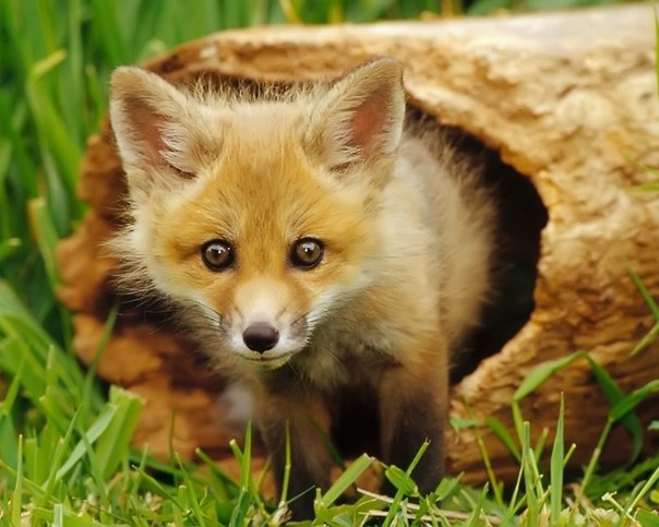 Рыжая лисица фото и реферат, описание лисы