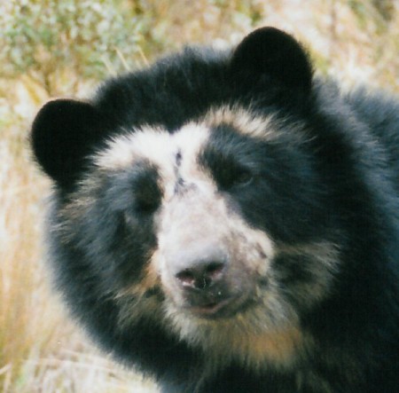Очковый медведь фото и доклад
