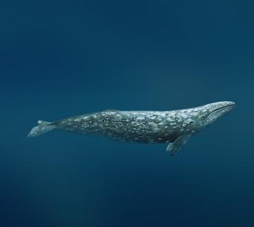 Серый кит. Серый кит фото,интересные факты,Красная книга