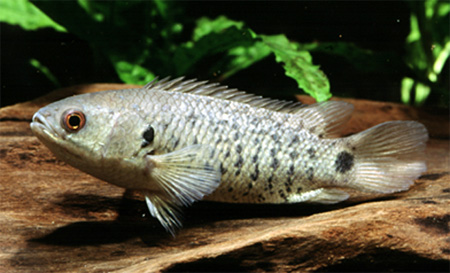 Рыба Анабас