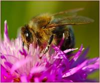 Пчелы. Пчела медоносная реферат, фото, пчелиный рой