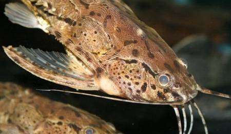Амблидорас Ханкока аквариумные рыбки, описание, содержание,  фото