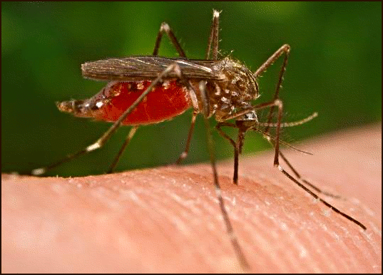Описание Комара и фото