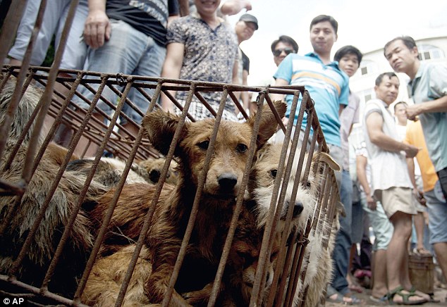 «Фестиваль» собачьего мяса в Юйлине: А будет ли запрет? | Центр защиты прав животных «ВИТА»