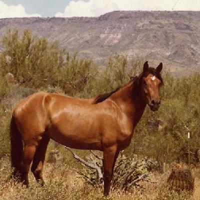 Мустанг лошадь фото и описание