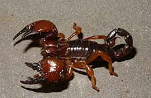 Скорпион насекомое фото и описание