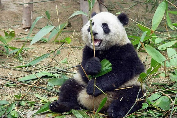 Животное Большая панда доклад, фото