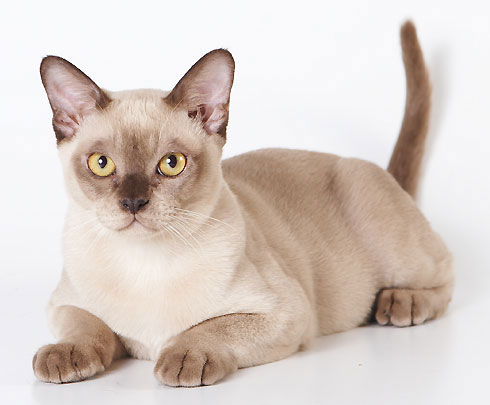 Порода Бурма фото и описание кошки