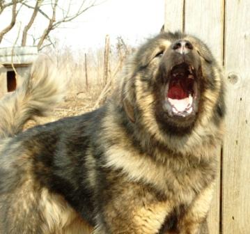 Бурят-монгольский волкодав. Собака породы Бурят-монгольский волкодав