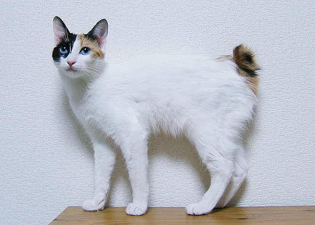 Японский Бобтейл кошка - фото, характер и уход