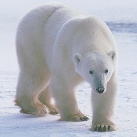 Животные Белые Медведи доклад, фото
