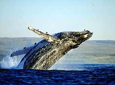 Синий кит фото и доклад, описание животного