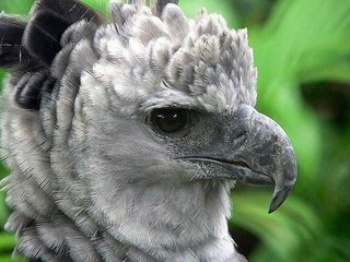 Гарпия. Гарпия птица фото,описание