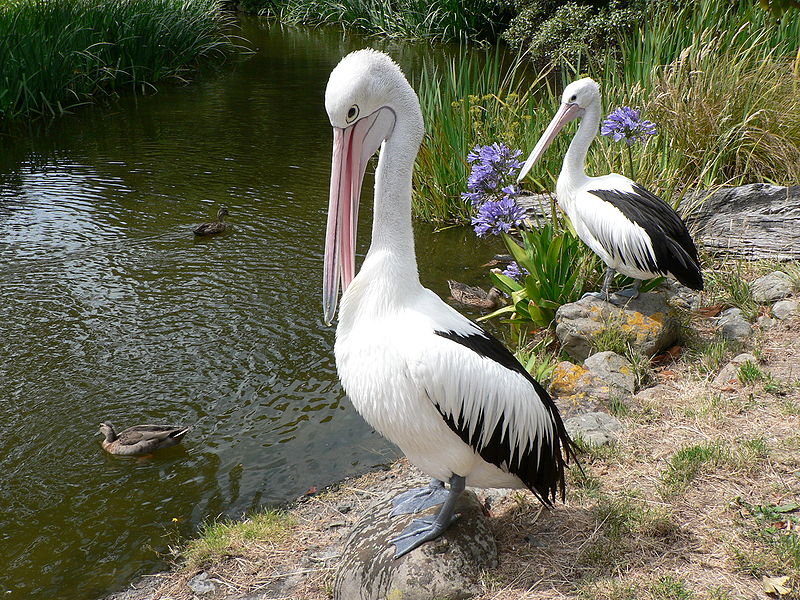 Австралийский пеликан