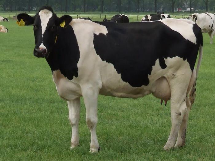 Голштинская корова характеристика, фото