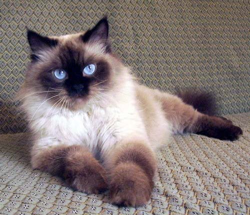Невская маскарадная кошка описание породы, фото