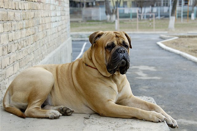 Собака Бульмастиф - характеристика породы, фото