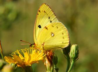 Бабочка желтушка. Бабочка желтушка луговая фото описание