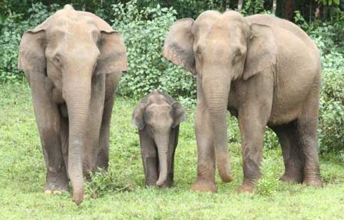 Индийский Слон животное Доклад, фото