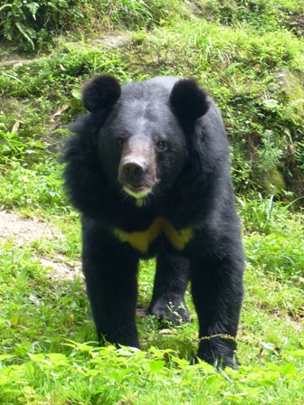Гималайский медведь. Гималайский медведь фото, описание