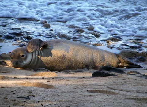 Тюлень-монах гавайский сообщение