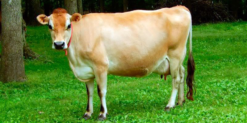 Джерсейская корова характеристики, описание, фото