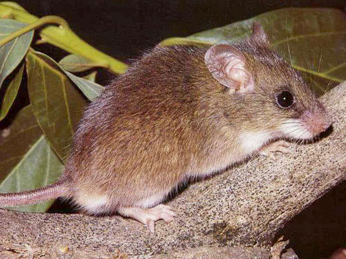 Малая крыса описание, фото
