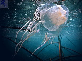 Медуза-оса. Медуза оса фото, описание, образ жизни