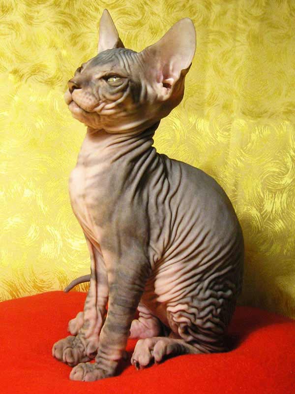 Кошка сфинкс описание породы, характер, фото, цены на котят