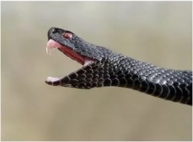 Самая ядовитая змея в мире. 7 Самых ядовитых змей в мире фото описание