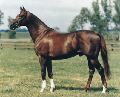 Англо-арабская лошадь