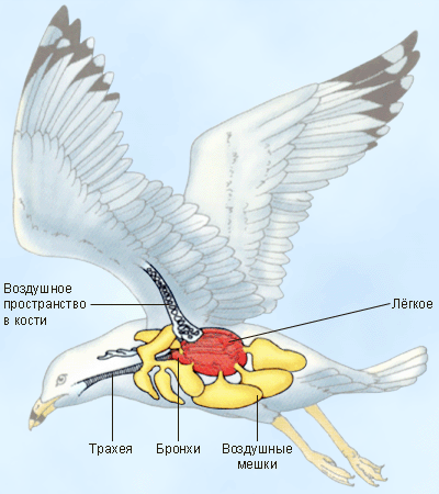 Дыхательная система птиц. Дыхательная система птиц фото описание