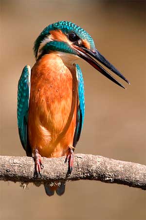 Птица Зимородок обыкновенный фото