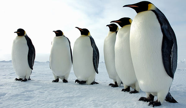 Доклад (сообщение) о пингвинах кратко, образ жизни, фото