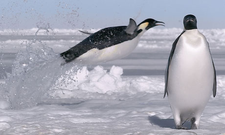 Императорский пингвин фото и доклад