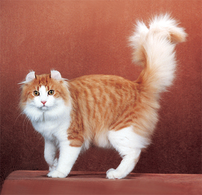 Порода кошек Американский керл описание и фото
