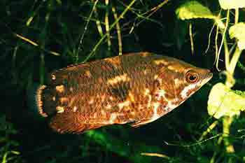 Ктенопома шоколадная аквариумная рыбка. Уход, условия содержания, фото