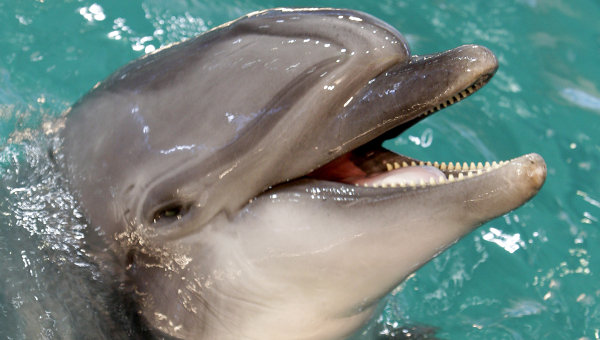 Афалина дельфин фото и сообщение