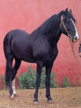 Берберийская лошадь