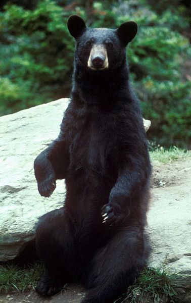 Барибал(Черный американский медведь)