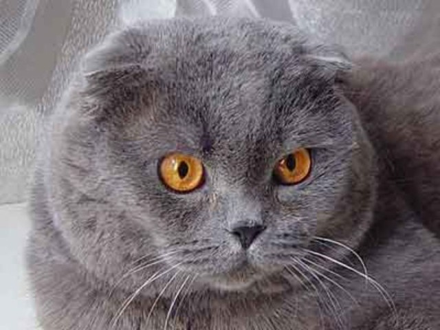 Шотландская вислоухая кошка - уход, характер, описание породы, фото, цена