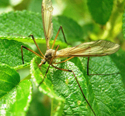 Малярийный комар, его личинки, фото