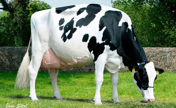 Голландская корова характеристики, фото