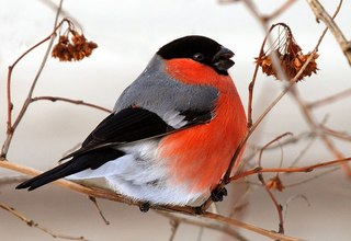 Снегирь птица фото, описание птицы