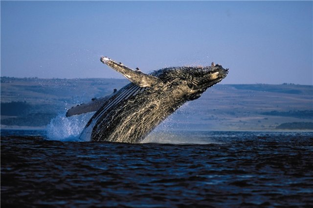 Животное кит фото и доклад