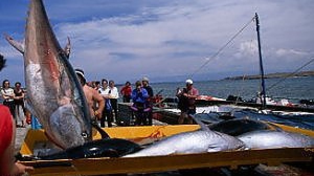 Allarme del Wwf: a rischio gli sforzi per salvare il tonno rosso - Repubblica.it