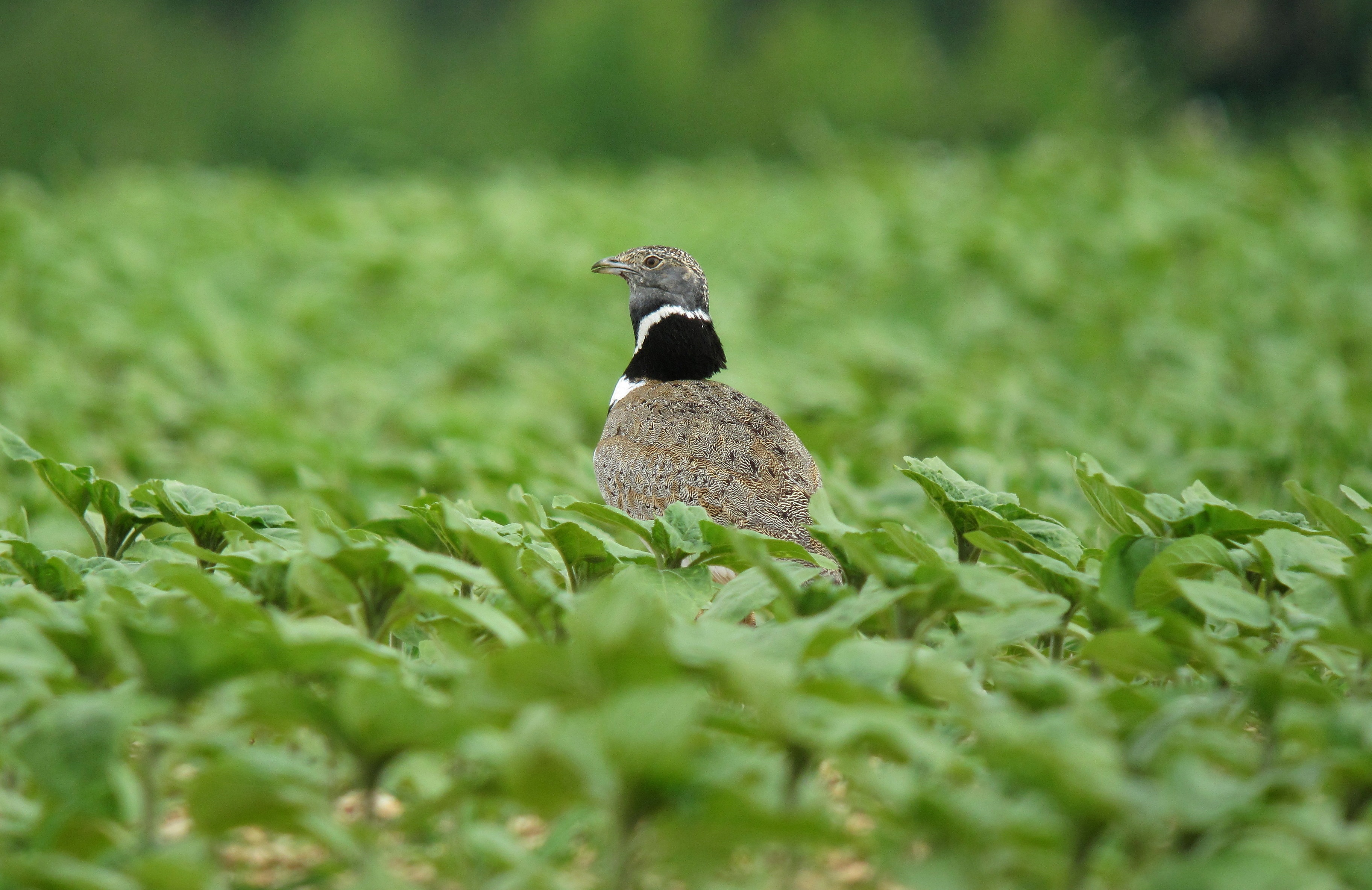 Protection des oiseaux de plaine : les premiers succès du site Natura 2000 « Champeigne » | France Nature Environnement