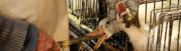 São Paulo interdit le foie gras et la fourrure | Éthique et animaux